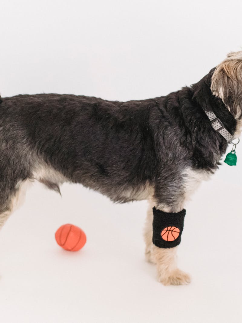 veterinário examinando cachorro