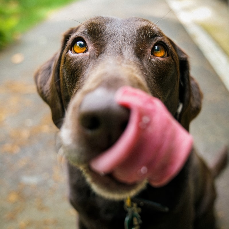 cachorro sorridente após tratamento estético