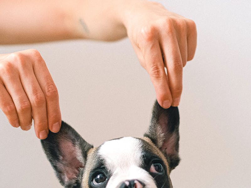 sessão profissional de banho e tosa em pet shop