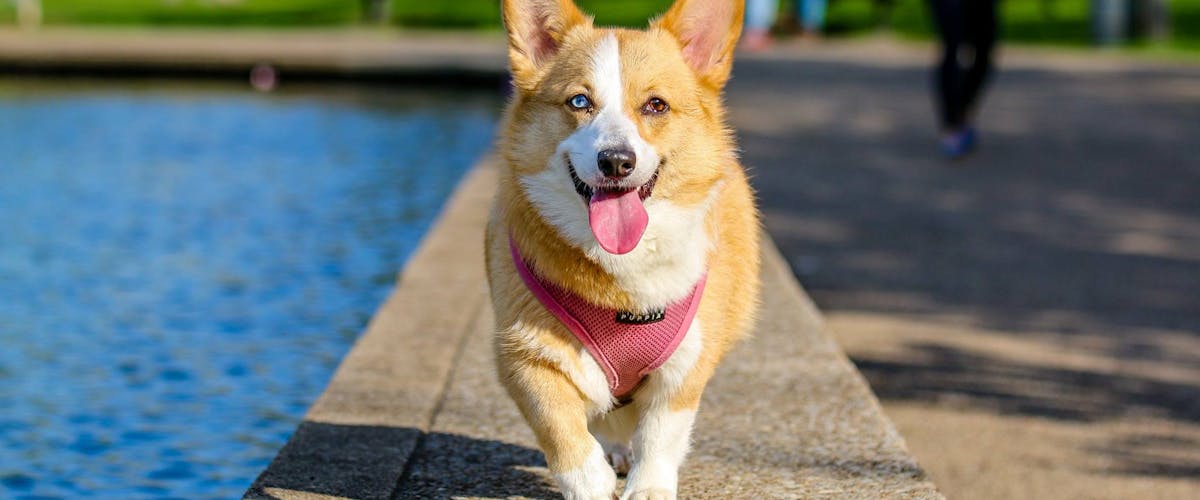 golden retriever feliz após transformação em pet shop